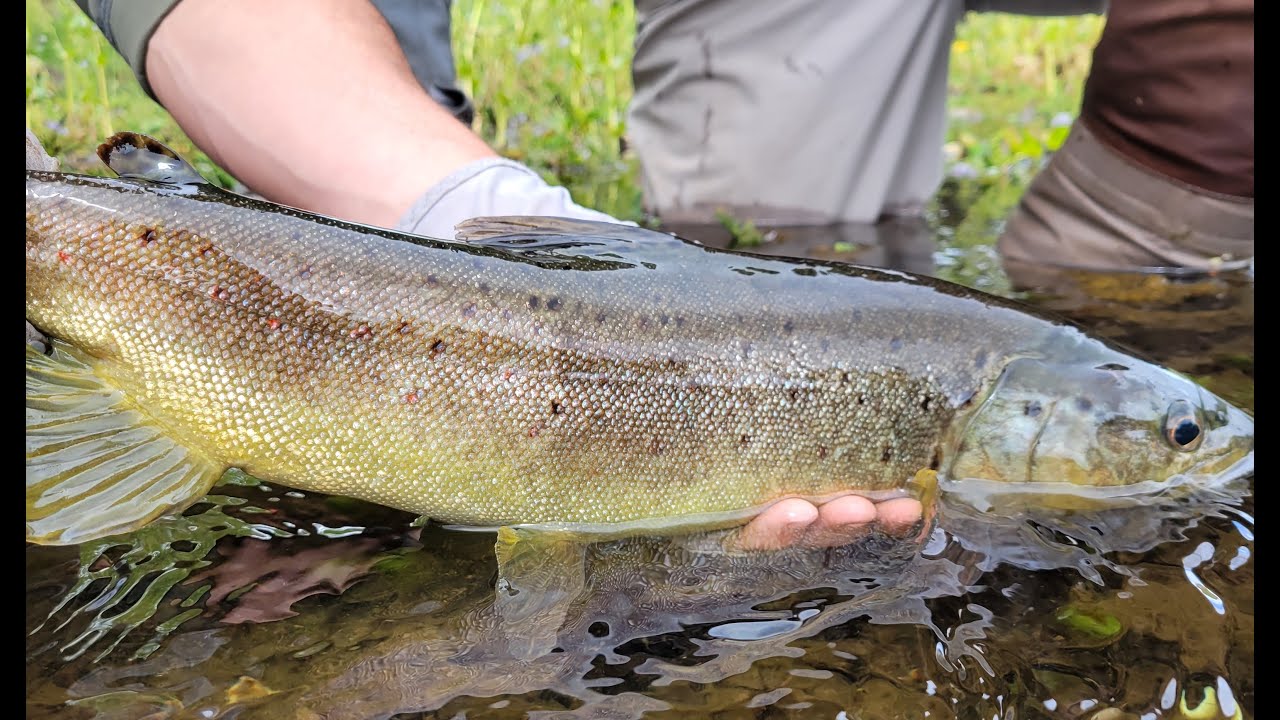 Fly Fishing in Patagonia - Chubut Province, Argentina