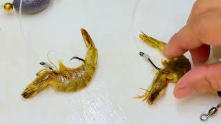 Correct method for hooking Shrimp bait on a circle hook