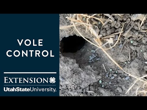 Video: Vole Control: How To Get Rid Of Voles