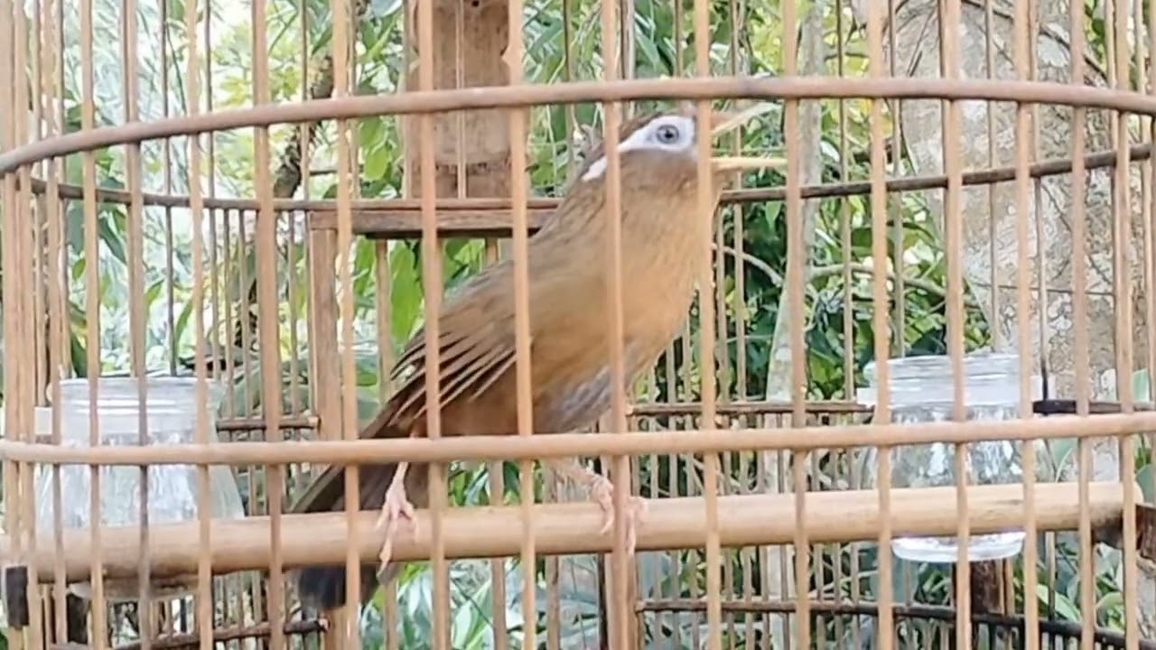 Tiếng Chim Họa Mi Mái Cực Vip Xùi Rên Kích Trống Cực Tốt.