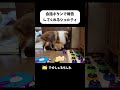 会話ボタンで報告してくれるシェルティ #shorts