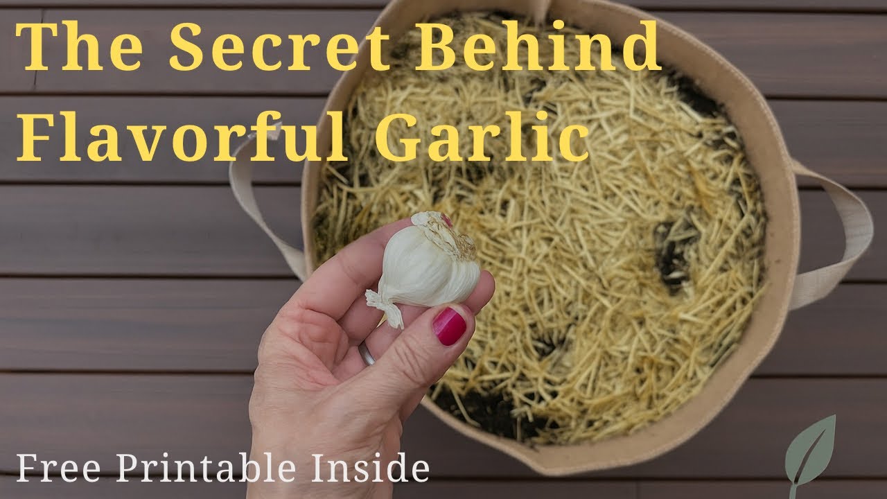 The Secret Behind Flavorful Garlic 🌿 (Complete Growing Guide)