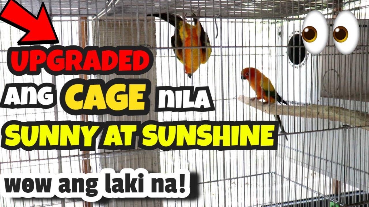 MAGUSTUHAN KAYA NILA SUNNY AT SUNSHINE ANG KANILANG BAGONG BREEDING CAGE? | SUN CONURE BREEDING CAGE