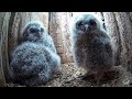 Wild Tawny Owls Adopt Once More | Luna &amp; Bomber | Robert E Fuller