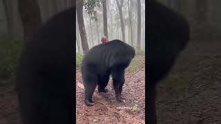 Unbelievable Scene Bear Looks Down In Defeat After Facing Indian Aunty