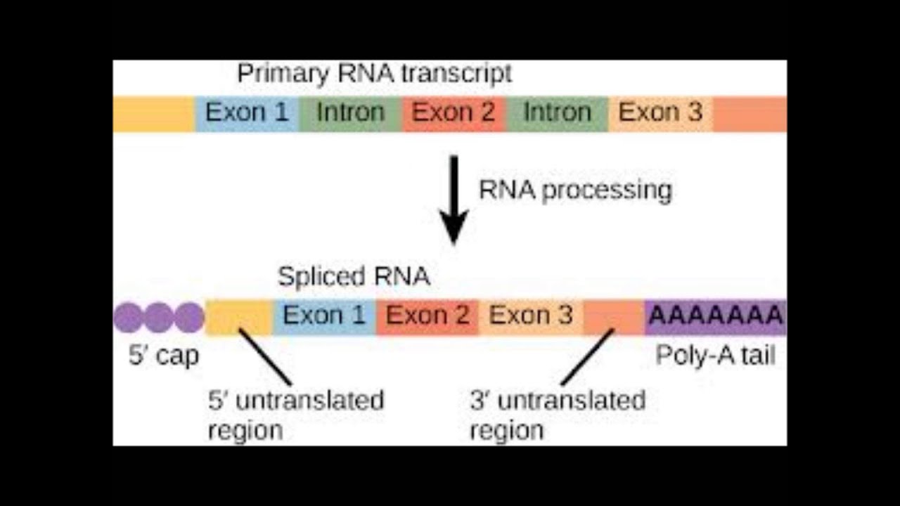 Промотор рнк полимеразы 2. Экзон. Процессинг РНК. Процессинг и сплайсинг РНК. Cap MRNA Poly a.