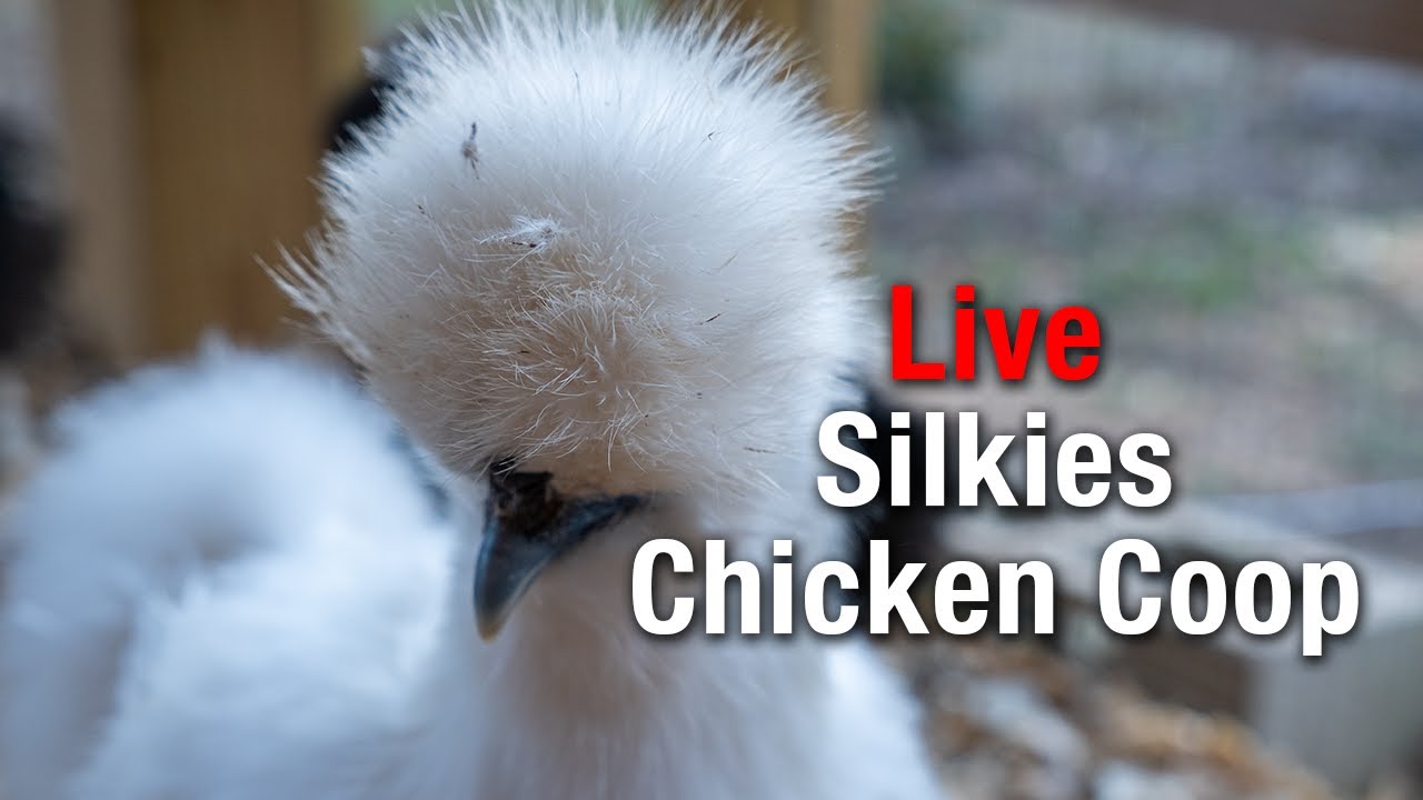 LIVE Silkie Coop Cam – Calm, Cozy Chicken ASMR