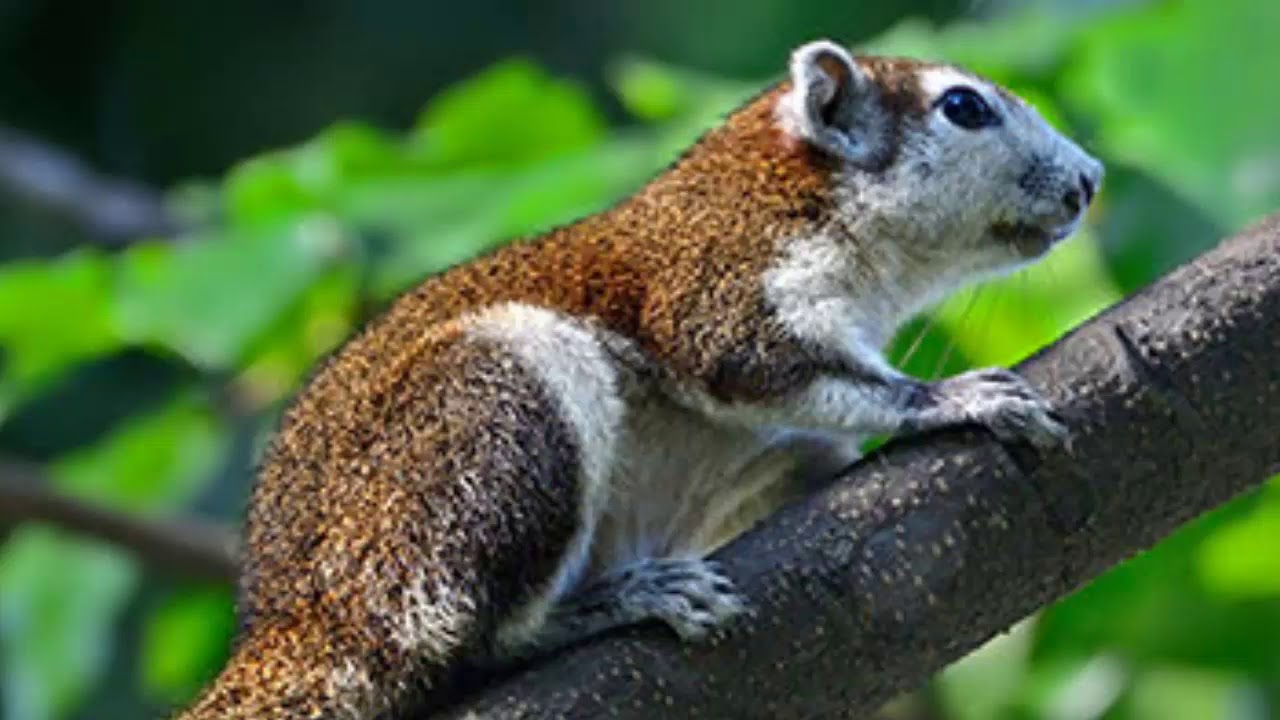 Cambodia Variable Squirrel សត្វកំប្រុកពណ៍ - YouTube