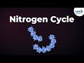 Nitrogen Fixation | Nitrogen Cycle | Microorganisms | Don't Memorise