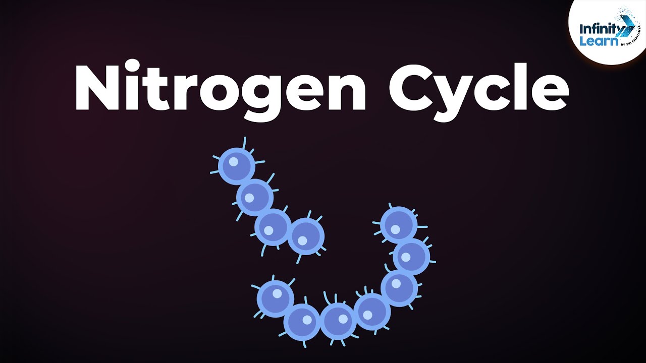 النتروجين النتروجين هي بفعل عملية غاز نيتروجينية مواد البكتيريافي الى دورة تحويل دورة النيتروجين
