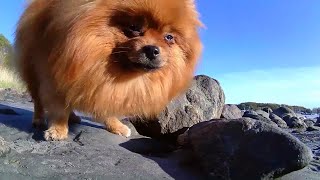 Pomeranian dog KNOCKS OUT my Camera by Vickynga 12 views 1 year ago 1 minute, 22 seconds