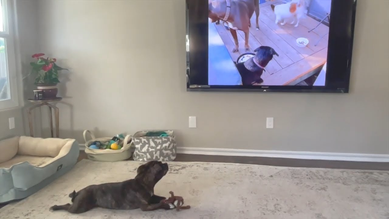 Dog Can't Get Enough Of Watching Pitbulls On Youtube YouTube
