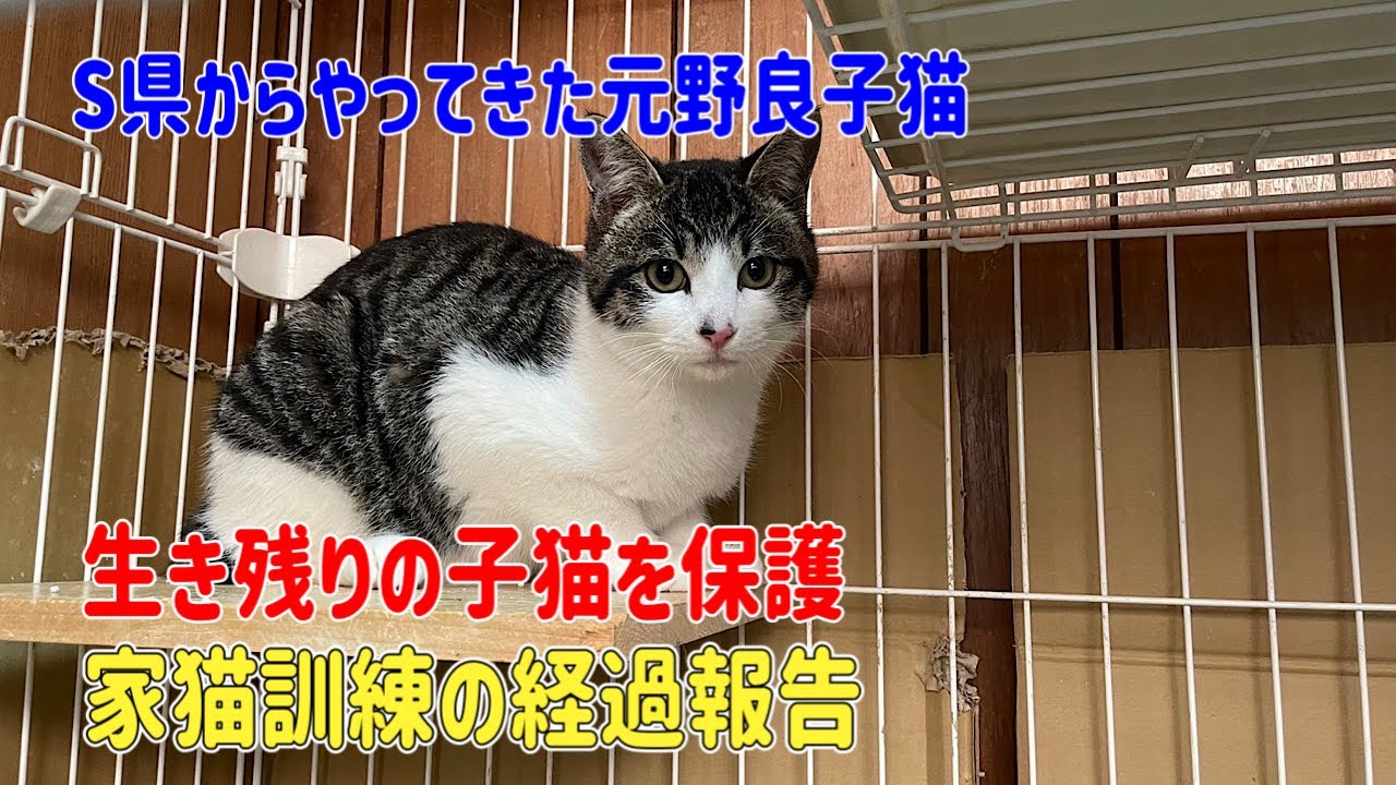 元野良猫出身はサムライ猫説】どんなにスリゴロの子猫でも成長すると