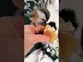 🐦птичка кушает🐦