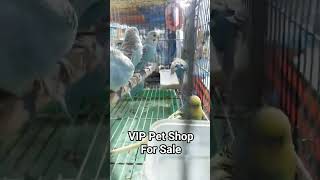 Bajiri parrot for sale