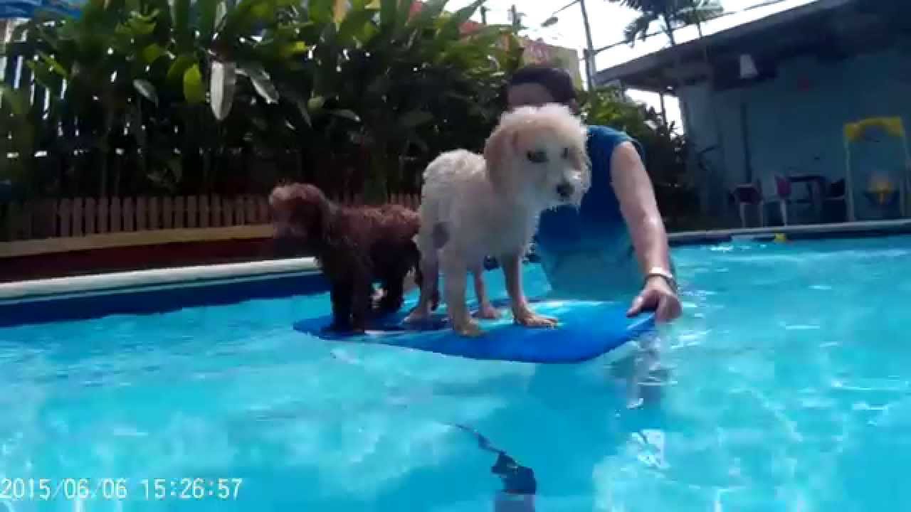 Swim Paradise Old Klang Road YouTube