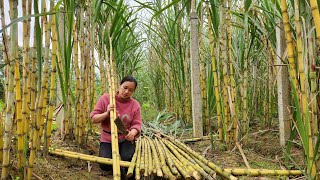 Harvesting Fresh Sugarcane go market sell | Gardening - Planting Sugarcane | Lý Thị Ca