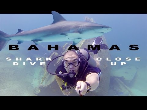 Bahamas Shark Dive - Shark Bump GoPro Camera