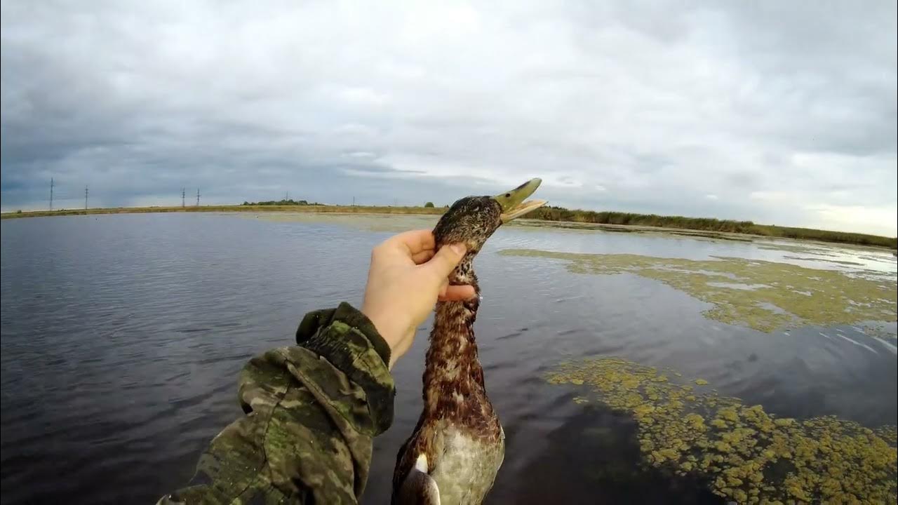 Охота на гуся и селезня 2022. Охота на уток 2022. Охота на уток 2022. Охота на уток 2022. Охота осень 2022 башкирия.