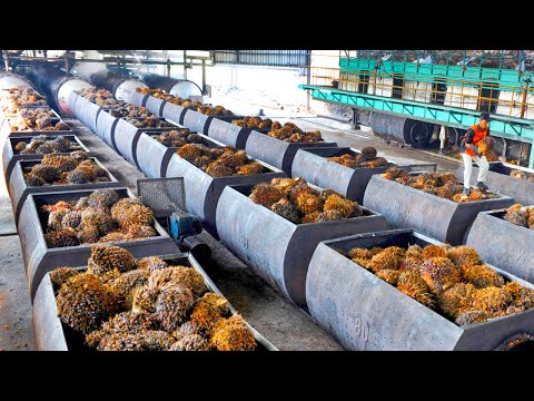 How Palm Oil Is Made In Factory | Palm Harvesting & Processing Technology | Palm Oil