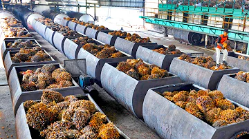 How Palm Oil Is Made In Factory | Palm Harvesting & Processing Technology | Palm Oil Factory