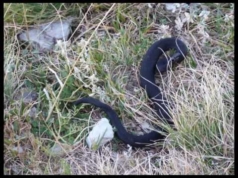 Video: Serpente Di Scisto