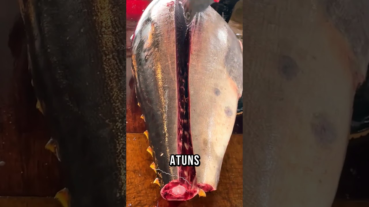 O PEIXE MAIS CARO DO MUNDO PODE SER PESCADO? Via: @food_adventure_ig