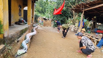 Cuộc Gọi Khẩn Cấp Của Thanh Niên Đang Ngồi Uống Nước Thấy Rắn Hổ Mang Vào Hiên Nhà