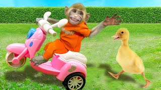 Bin Bon Duck Monkey Baby Kittens Puppy Goes Koi Cat And Swims Rabbits Animals Eats Egg Muckbang Asmr