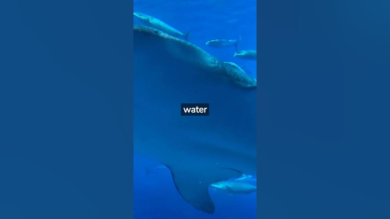 Incredible Sensivity Of Sharks' Noses 🦈 - YouTube