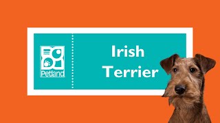 Barkworthy Facts About Irish Terrier Puppies