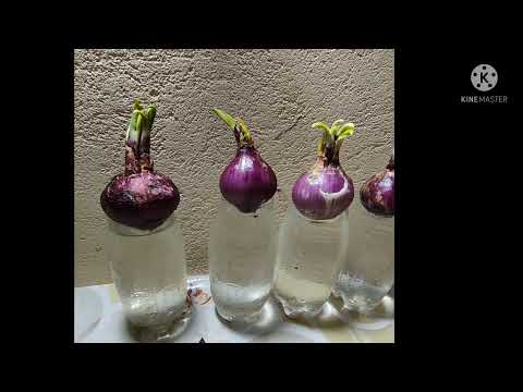 فيديو: كيف نزرع البصل في زجاجة بلاستيكية؟