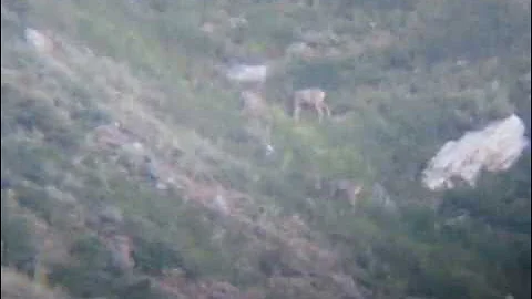 2010 Utah Archery Mule Deer - Part 2