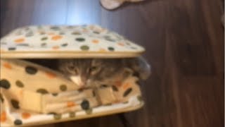 キャリーケースで運ばれる猫 ノルウェージャンフォレストキャット A cat carried in a carry case