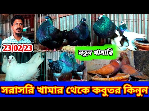 খামারির কাছ থেকে হাই কোয়ালিটি ফেন্সি কবুতর কিনুন qualityfull pigeons sell