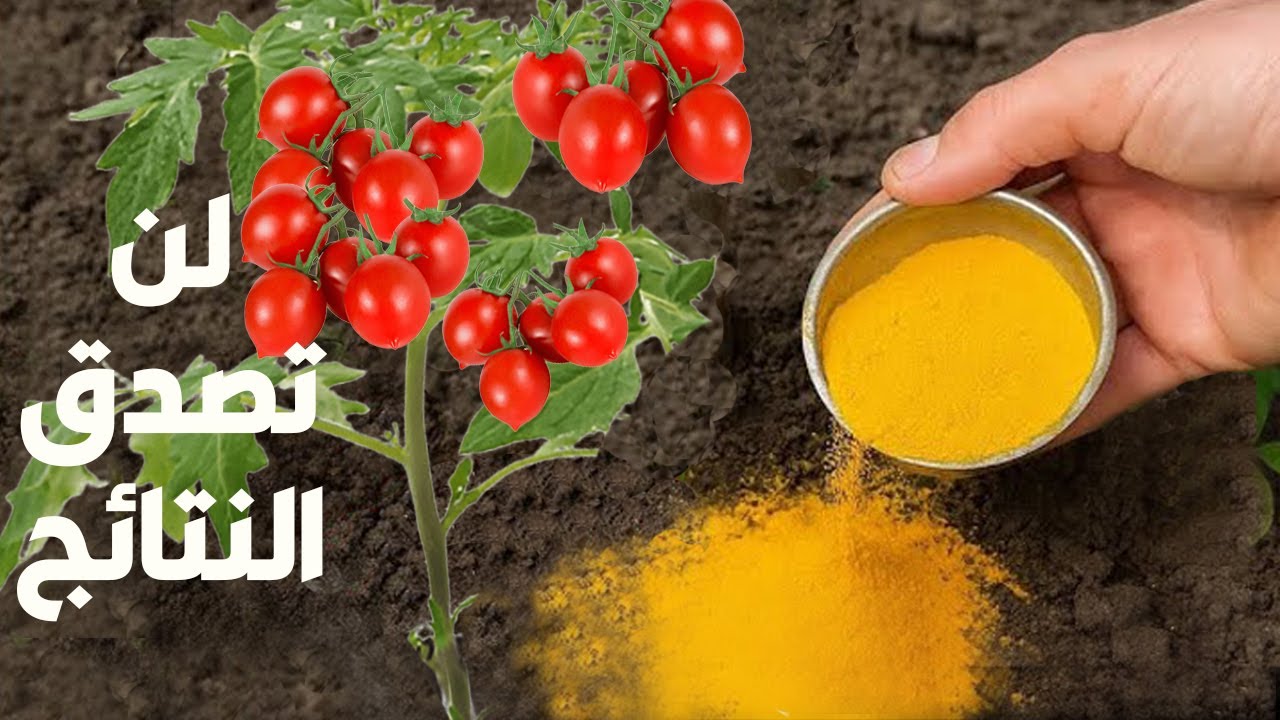 اقوى منشط نمو طبيعي وبلاش ومغذى ومقوى رهيب للجذور ومحسن للتربة يعطى نتائج تفوق الوصف