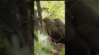 playing wild babbler in nest #shorts