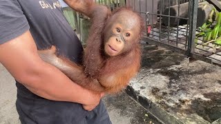 Baby orangutan asks to be held