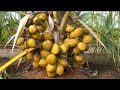 Hybrid Coconut Plant || All Types Fruit Plant Supplier In All Over India