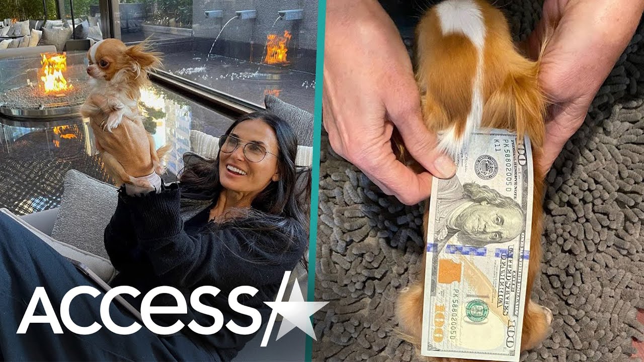 Demi Moore Hilariously Compares Her Dog Pilaf To $100 Bill In Hopes Of A Guinness World Record