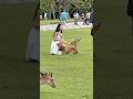 優しい瞳、穏やかな空 ― 幸角の記憶 💕🦌🇯🇵