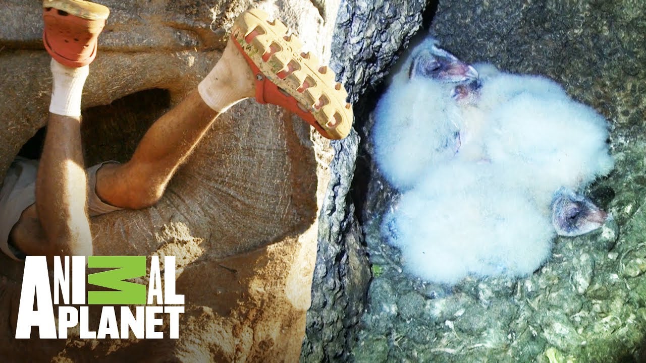 Mete Mete Videos Latest Videos From And About Mete Mete Koulpa