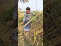 জীবন্ত খুটি #viral #agriculture #foryou