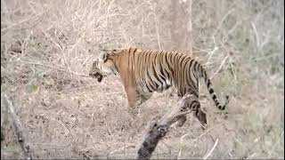 😳||bandipura National park tiger||😳 #bandipurtigerreserve #nationalpark #tiger #gundlupet #safari