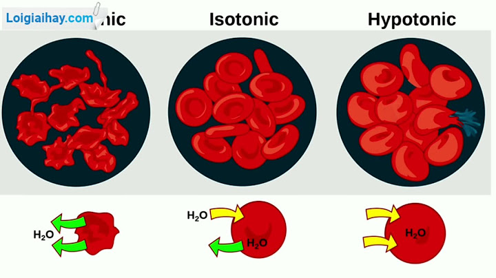 Tế bào hồng cầu trong môi trường đẳng trương