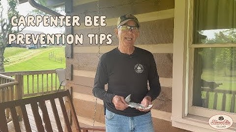 Carpenter Bee Prevention Tips | Honest Abe Log Homes