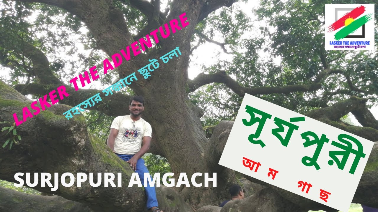 Largest Mango Tree in The World, Surjapuri big mango tree Baliadangi