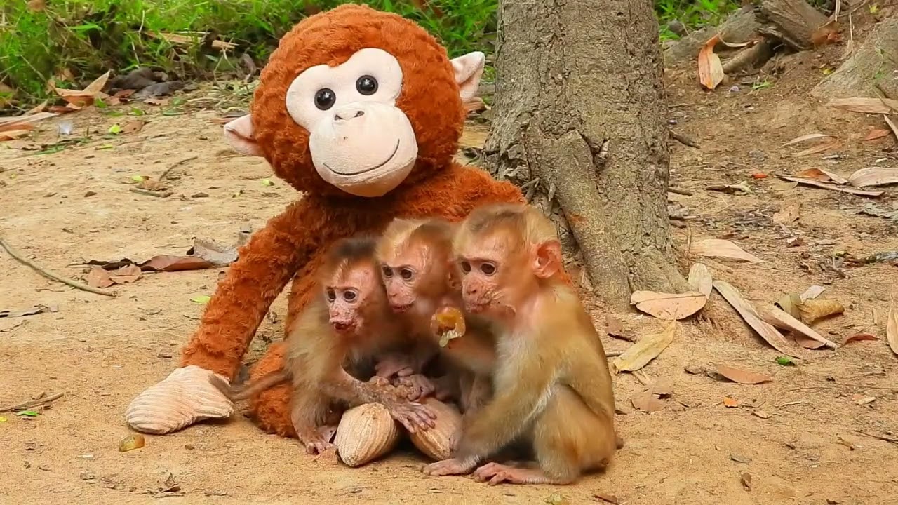 The most wonderful thing the three baby monkeys get is warmth. It's their mother's hug.