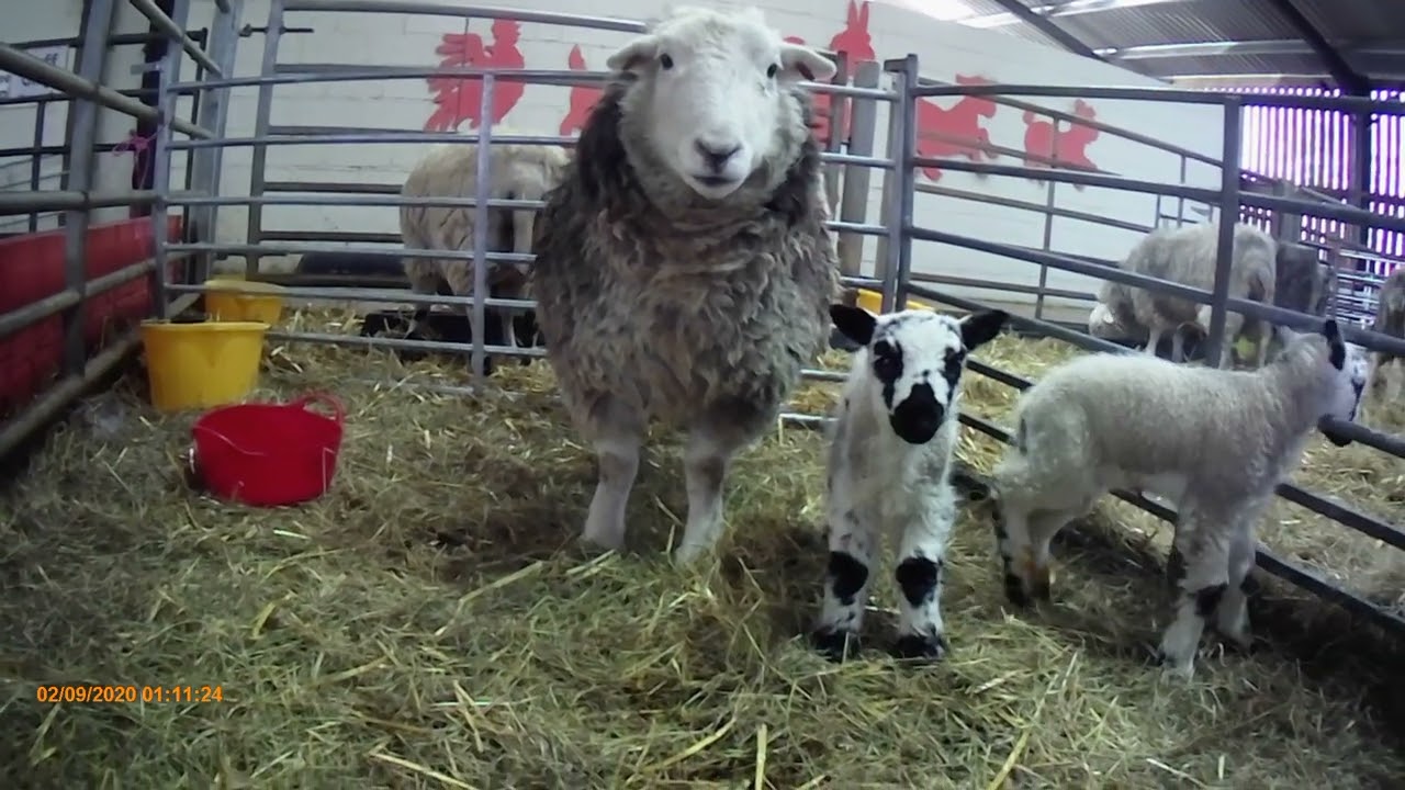 Fishers Farm Park lambs 2022