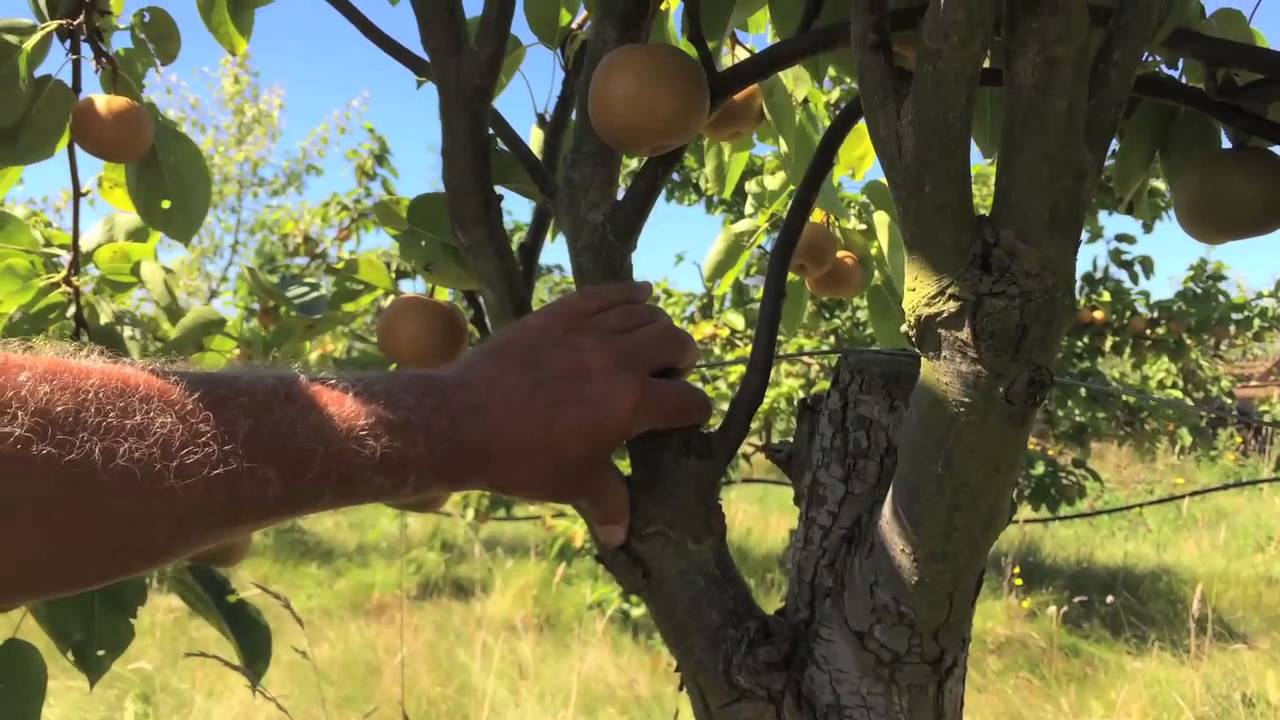 Fruit Tree Grafting Dry Slough Orchard In Mt Vernon Wa With New Fruit Tree Grafting Dry Slough Orchard In Mt Vernon Wa With New Roots Organics